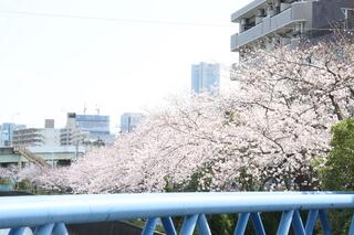 3월 28일의 스이도바시의 벚꽃의 사진