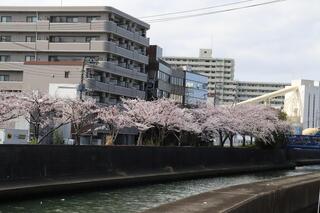 3月28日の帷子川（烏帽子田橋）の桜の写真