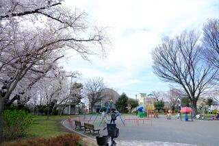 3월 28일의 노게야마코엔(공원)의 벚꽃의 사진