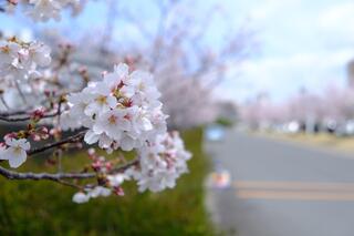 4월 1일의 요코하마 잉글리시 가든 옆의 벚꽃의 사진