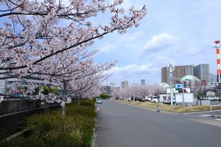 Hình ảnh hoa anh đào bên cạnh Vườn Anh Yokohama vào ngày 1 tháng 4