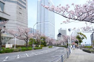 Hình ảnh hoa anh đào trên đường Sakura vào ngày 1 tháng 4