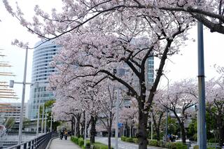 按照4月1日的櫻花的原樣原封不動的櫻花的照片