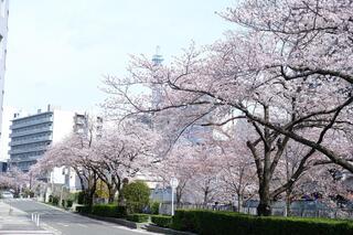 4월 1일의 이시자키강 프롬나드의 벚꽃의 사진