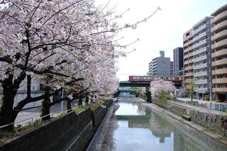4月1日的石崎川散步的櫻花的照片