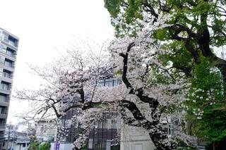 4月1日的伊勢山皇大神宮的櫻花的照片