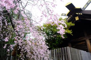 4월 1일의 이세야마황대신궁의 벚꽃의 사진