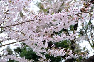 4月1日的掃部山公園的櫻花的照片