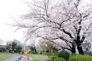 ４月１日の野毛山公園の桜の写真