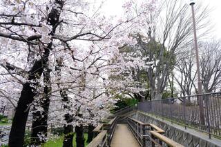 4月1日的野毛山公園的櫻花的照片