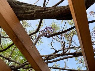4월 11일의 하마마쓰초 공원의 등나무의 사진입니다