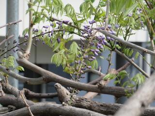 4월 11일의 구스노키마치 공원의 등나무의 사진입니다