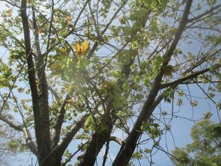 是4月11日的社宮司公園的櫻花的照片