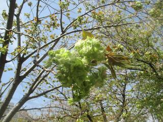 4월 11일의 샤구지 공원의 벚꽃의 사진입니다