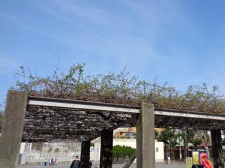 4월 12일의 오카노코우엔(공원)의 등나무의 사진입니다.