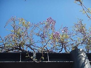 4월 12일의 타카시마츄오코엔(공원)의 등나무의 사진입니다.