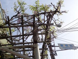 4월 12일의 후지타나 1번가의 등나무의 사진입니다.