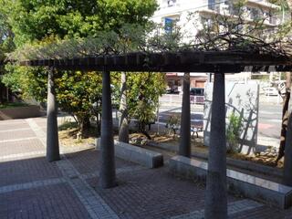 4월 12일의 후지타나 지쿠센터의 등나무의 사진입니다.