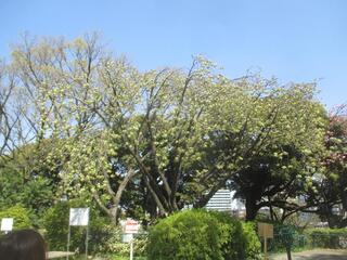 4월 12일의 카몬야마코엔(공원)의 벚꽃의 사진입니다.