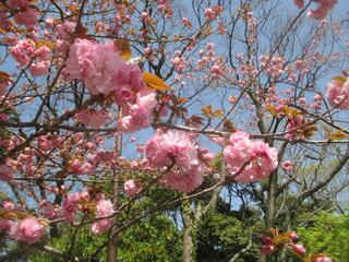 是4月12日的掃部山公園的櫻花的照片。