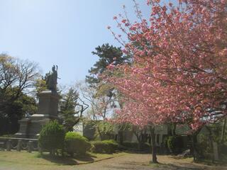 4月12日の掃部山公園の桜の写真です。