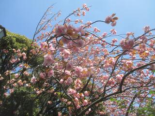 4월 12일의 카몬야마코엔(공원)의 벚꽃의 사진입니다.