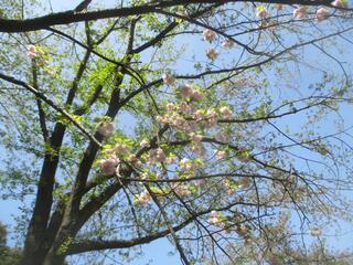 Đây là ảnh chụp hoa anh đào ở công viên Kamabeyama vào ngày 12 tháng 4.