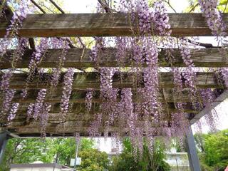 是4月20日的戶部公園的紫藤的照片。