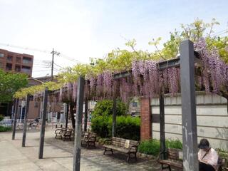 是4月20日的戶部公園的紫藤的照片。
