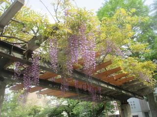 4月20日の浜松町公園の藤の写真です。
