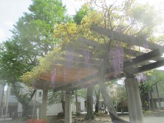 是4月20日的濱松町公園的紫藤的照片。