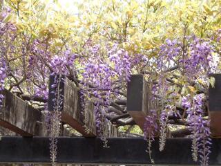 是4月20日的藤架地區中心的紫藤的照片。