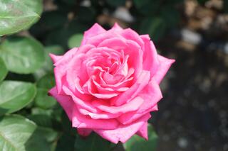 是5月10日的岡野公園的玫瑰花的照片
