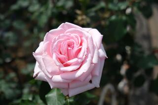 5月10日の岡野公園のバラの写真です