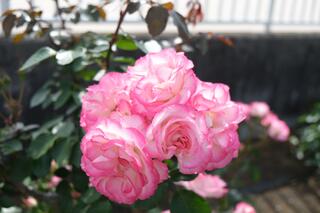 Đây là ảnh hoa hồng ở công viên Okano vào ngày 10 tháng 5.