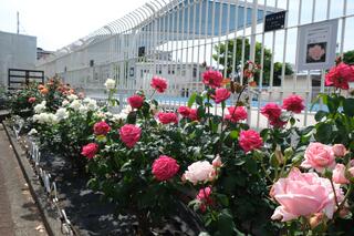 是5月10日的岡野公園的玫瑰花的照片
