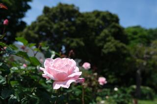 5月10日の野毛山公園のバラの写真です