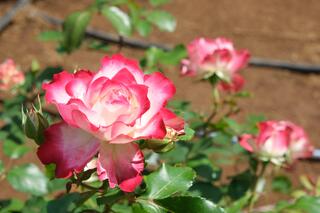是5月10日的野毛山公園的玫瑰花的照片