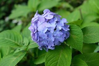 Hình ảnh hoa cẩm tú cầu tại công viên Nogeyama ngày 13/6