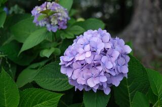 Hình ảnh hoa cẩm tú cầu tại công viên Nogeyama ngày 13/6