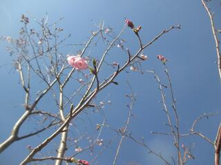 3월 14일의 카몬야마코엔(공원)의 진 다이 아케보노의 사진입니다.