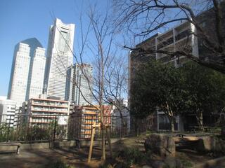This is a photo of Jindai Akebono of Kamonyama　Park on March 14th.