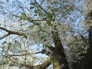 This is a photo of Oshima cherry tree in Tobe Koen on March 14.
