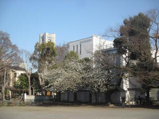 Đây là bức ảnh chụp Oshimazakura tại Công viên Tobe vào ngày 14 tháng 3.