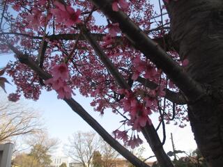 这是3月14日户部公园的横滨山樱的照片。