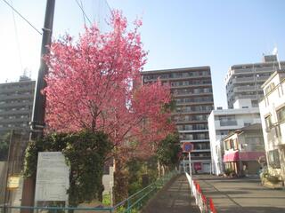 This is a photo of Yokohama Hizakura in Tobe Koen on March 14.