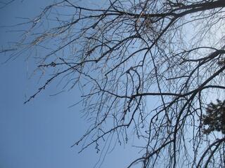 3월 14일의 카몬야마코엔(공원)의 수양 벚나무의 사진입니다.