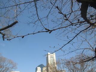 Đây là hình ảnh cây anh đào Someiyoshino tại công viên Kabeyama vào ngày 14/3.
