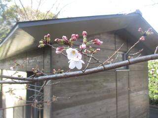 This is a photo of Yoshino cherry tree in Kamonyama　Park on March 14.
