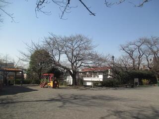 This is a picture of Kamonyama　Park on March 14th.
